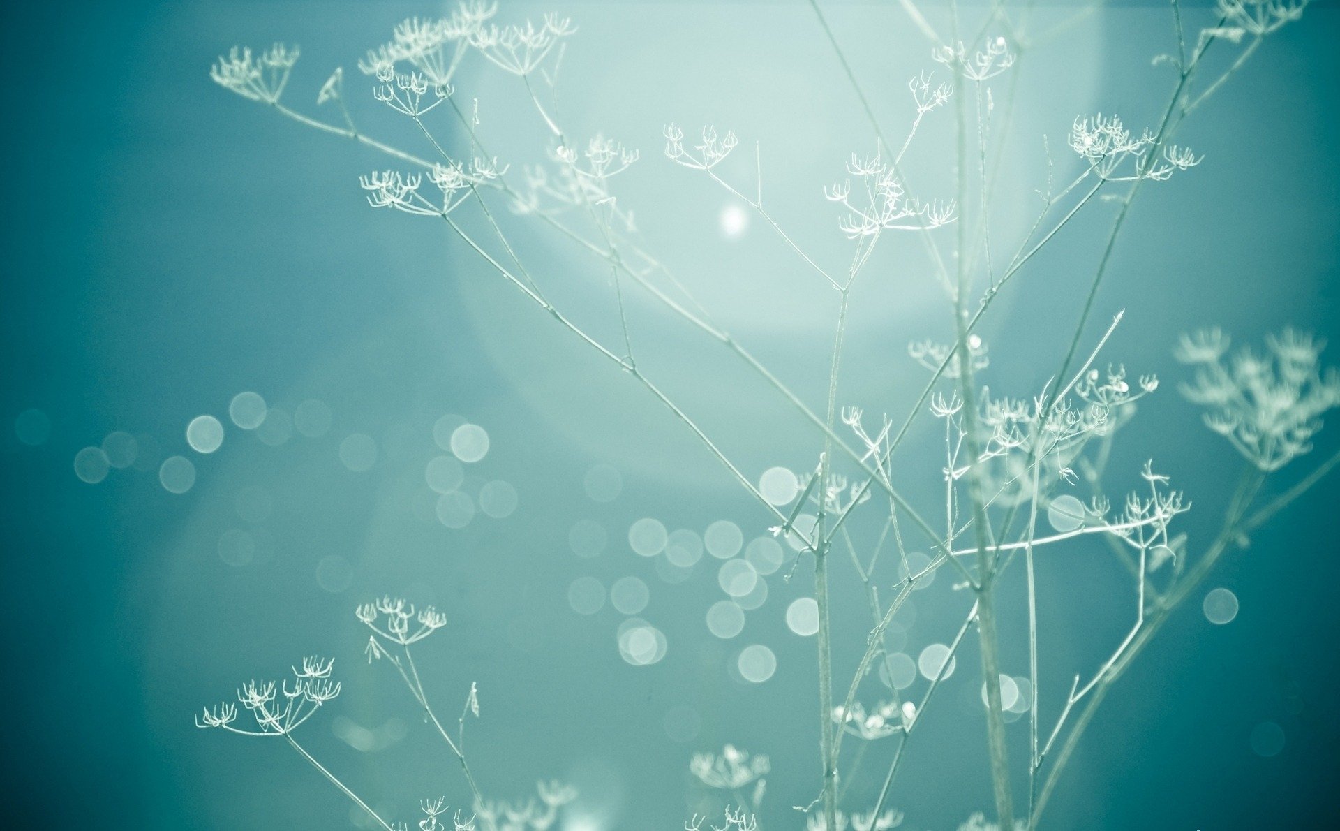 Mini Bahçeler ve Terraryumlar